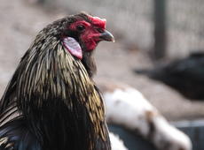The ornamental  chicken   ♂  ( Gallus ), also known as  Gallus gallus domesticus .