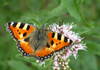 Aglais urticae