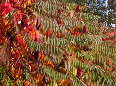 The  staghorn sumac  ( Rhus typhina  syn.  R. hirta ) is changing its colors - every shade from green to deep, dark red. The colder, leaves only, but still colorful photo from the same session  can be found here .