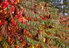 All shades of the staghorn sumac