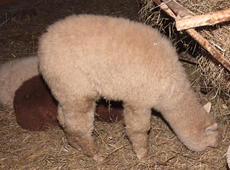  Alpaca  ( Vicugna pacos ), also known as  Vicugna pacaso .