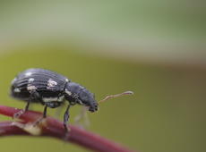 Unidentified black bug with white spots on the sprout.