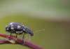 Black bug with white spots