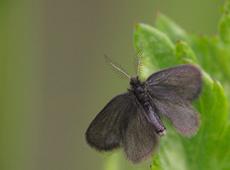 Unidentified black butterfly.