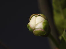 Blossoming flower of  mirabelle plum  ( Prunus domestica subsp. syriaca ), also known as  mirabelle prune   .