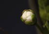 Blossoming flower of mirabelle plum