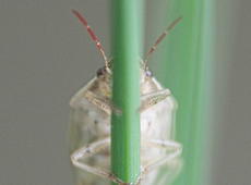 Unidentified bug hiding behind the sprout. See also  The cute yet flat bug .