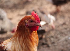  Chicken   ♀  ( Gallus ), also known as  Gallus gallus domesticus .