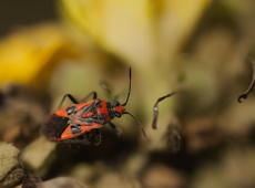 The  Cinnamon bug  ( Corizus hyoscyami ), also known as black&amp;red squash bug. It was feeding on very interesting denseflower mullein which looks like the human -  see it on the another photo.  The Cinnamon bug is less seen in Poland than  similar firebug ( Pyrrhocoris apterus ) .