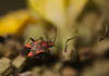 Cinnamon bug feeding on mullein