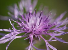 Close-up of  brown knapweed  ( Centaurea jacea ), also known as  brownray knapweed .