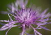 Close-up of brown knapweed