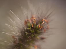 The non-native, decorative closeup of dark green/orange hairy grass seeds... Or however you call these fins of grass :)