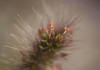 Close-up of decorative grass seeds