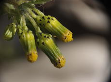 Closeup of  groundsel  ( Senecio vulgaris ), also known as  Old-man-in-the-Spring .