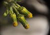 Closeup of groundsel