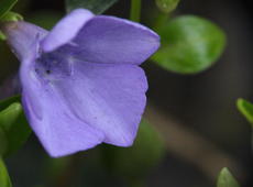 Closeup of  lesser periwinkle  ( Vinca minor ), also known as  Dwarf periwinkle ,  Small periwinkle ,  Common periwinkle ,  Creeping myrtle , and  Myrtle .