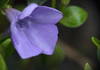 Closeup of lesser periwinkle