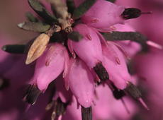 Closeup of purple  winter heath  ( Erica carnea ), also known as  Erica herbacea ,  Erica mediterranea ,  Winter flowering heather ,  Spring heath , and  Alpine heath .