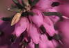 Closeup of purple winter heath