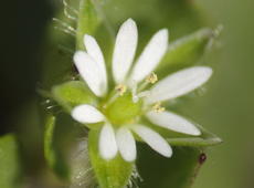 Closeup of the flower of  common chickweed  ( Stellaria media ), also known as  little mouse-ear chickweed .