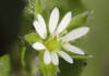 Closeup of the flower of common chickweed