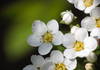 Closeup of unknown flowers on the bush