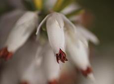Closeup of white  winter heath  ( Erica carnea ), also known as  Erica herbacea ,  Erica mediterranea ,  Winter flowering heather ,  Spring heath , and  Alpine heath .
