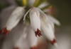 Closeup of white winter heath