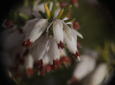 Closeup of white  winter heath  ( Erica carnea ), also known as  Erica herbacea ,  Erica mediterranea ,  Winter flowering heather ,  Spring heath , and  Alpine heath .