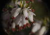 Closeup of white winter heath