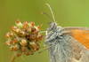 Coenonympha pamphilus closeup