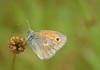 Coenonympha pamphilus