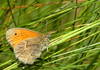 Coenonympha pamphilus