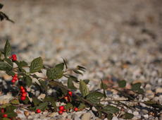 Creeping plant* with red fruits, green leaves on the white stone background.   *  Cotoneaster horizontalis ?  Gaultheria procumbens /teaberry/checkerberry/boxberry/American wintergreen? Please, contact me, if you know what's that, even if you aren't sure. 