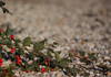 Creeping plant with red fruits