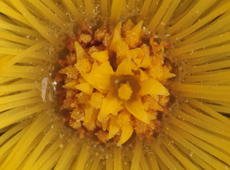 Detail of  eastern groundsel  ( Senecio vernalis ).