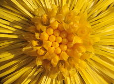 Detail of  eastern groundsel  ( Senecio vernalis ).