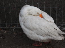  Domestic goose  ( Anser anser domesticus ).