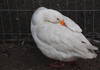 Domestic goose