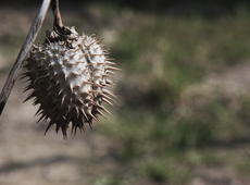 Dry fruit of  jimsonweed  ( Datura stramonium ), also known as  thornapple ,  Devil's snare ,  moon flower ,  hell's bells ,  devil’s trumpet ,  devil’s weed ,  tolguacha ,  Jamestown weed ,  stinkweed ,  locoweed ,  pricklyburr , and  devil’s cucumber .