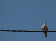  Eurasian Collared Dove  ( Streptopelia decaocto ), also known as  Collared dove  on the cable.