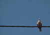 Eurasian Collared Dove on the cable