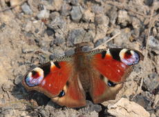  European Peacock   ♀  ( Inachis io ), also known as  Peacock butterfly .
