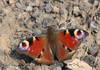 European Peacock ♀