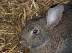  European rabbit  ( Oryctolagus ), also known as  Oryctolagus cuniculus  and  Rabbit .