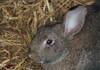 European rabbit