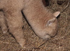 Feasting  alpaca  ( Vicugna pacos ), also known as  Vicugna pacaso .