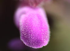 Flower closeup of  red dead-nettle  ( Lamium purpureum ), also known as  purple dead-nettle ,  purple archangel , and  velikdenche .