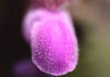 Flower closeup of red dead-nettle